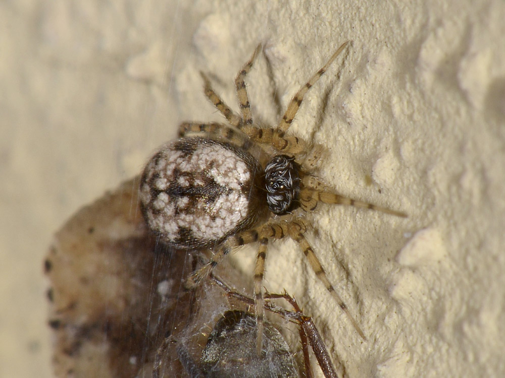 Oecobius maculatus - Borrello (CH)